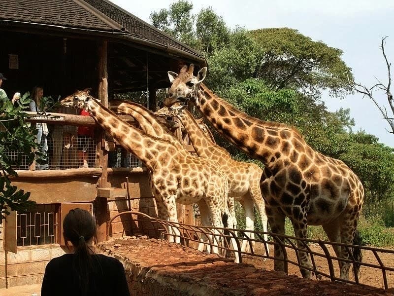 Feeding Rothschild giraffes at the Giraffe Centre, Nairobi.