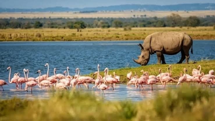 A rhino and flamingos at Lake Nakuru.