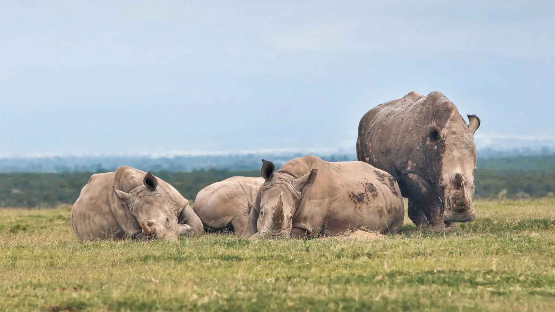 A group or crash of rhino in Ol Pejeta Kenya
