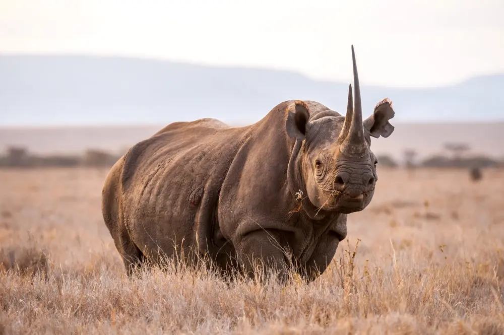 The Lewa Wildlife Conservancy has produced a successful model for rhino conservation in Kenya.