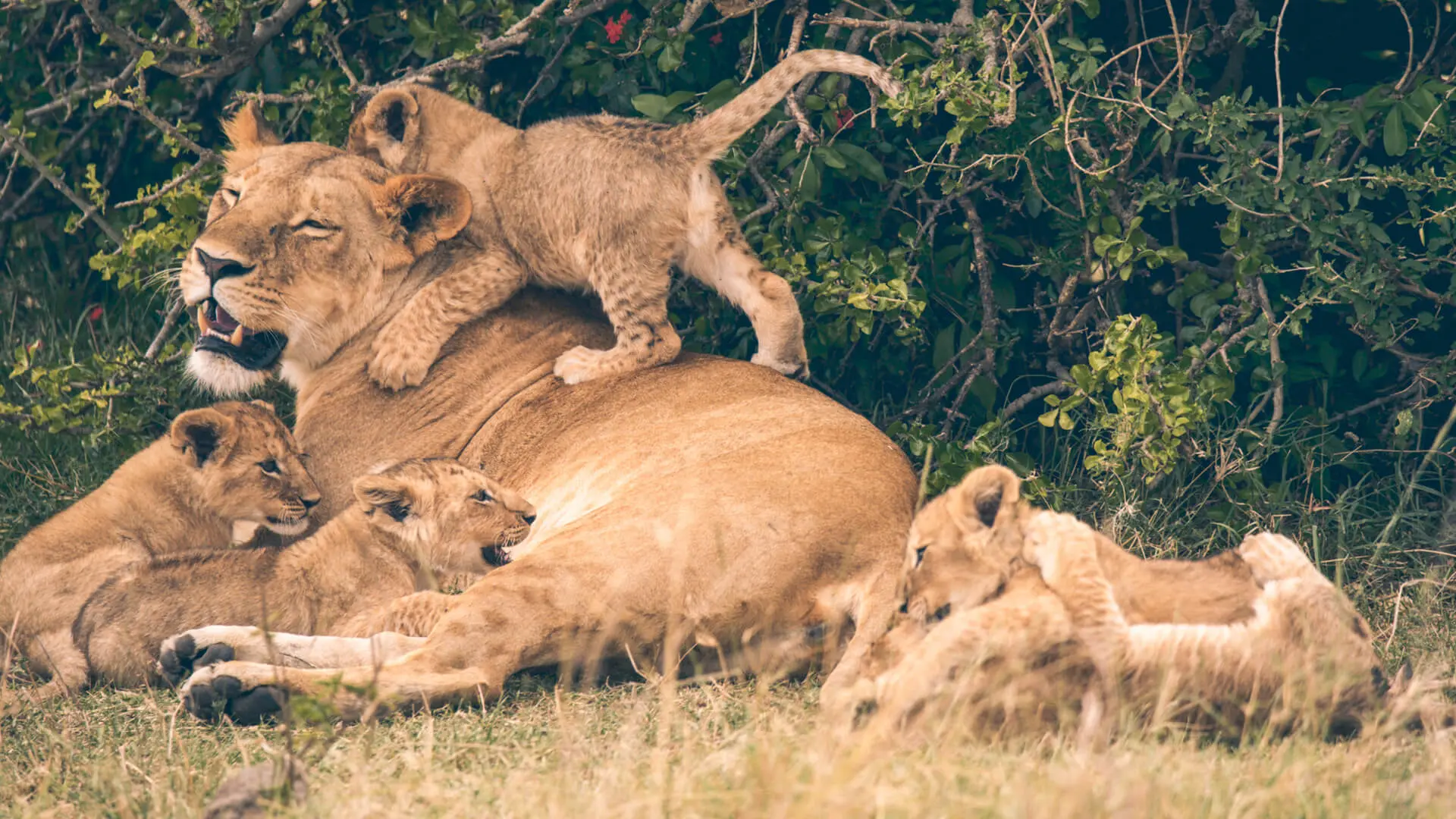 Kenya Big Five Safari