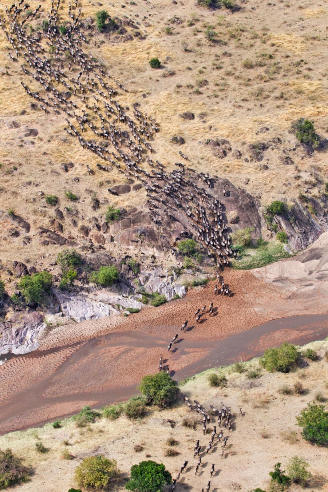 Wildebeest Migration Safaris