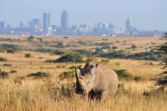 A rhino in Nairobi National Park, with the city skyline behind it.